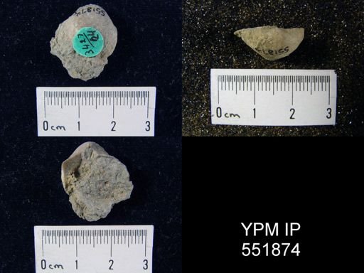 Gypidula sp.