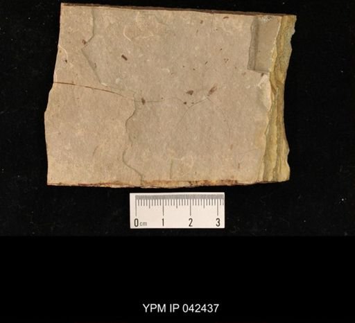 undet. Hexapoda