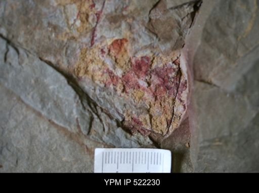 undet. Brachiopoda