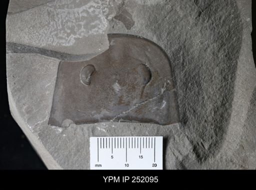 Eurypterus lacustris