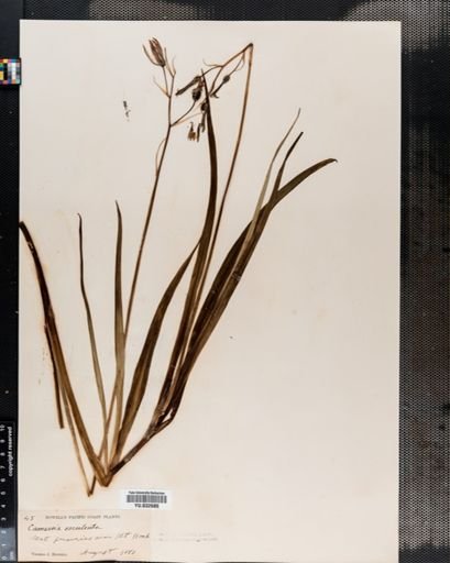 Camassia esculenta