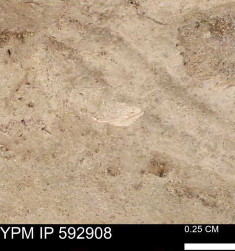 undet. Mollusca
