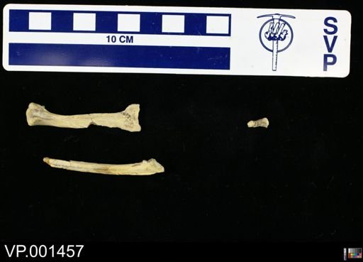 Ichthyornis