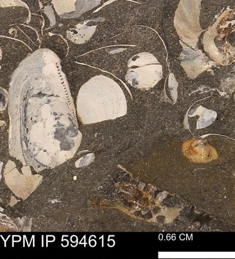 Protocardia sp.