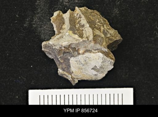 undet. Scaphitidae