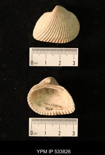 Arca transversa