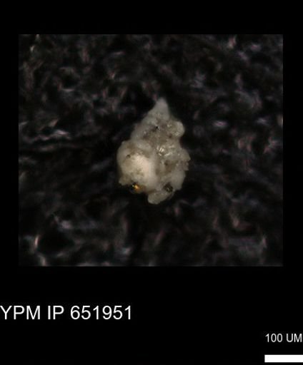 undet. Heterohelicidae
