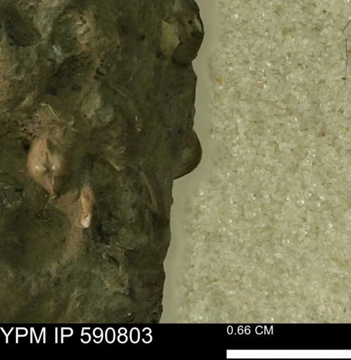 undet. Bivalvia