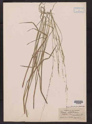 Glyceria borealis