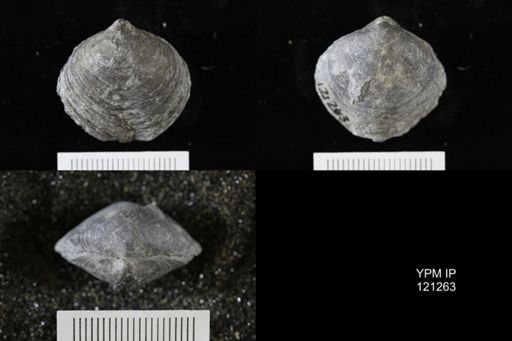 Athyris sp.