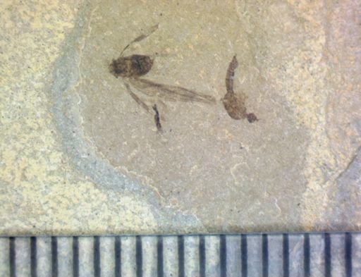 undet. Hemiptera