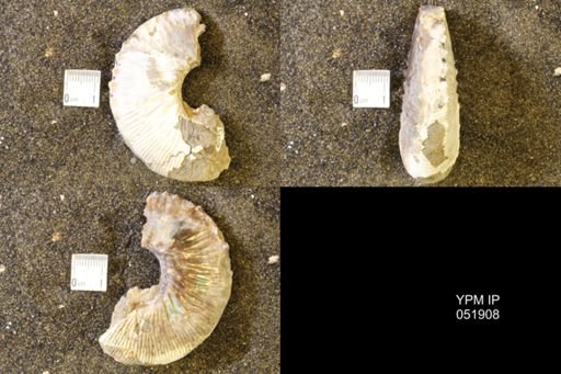 Hoploscaphites comprimus