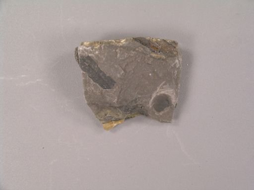Sigillaria minuta