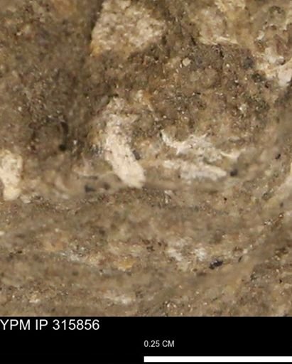 undet. Mollusca