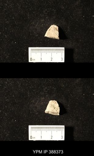 Spirifer cameratus?