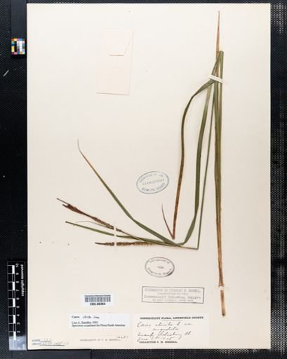 Carex stricta