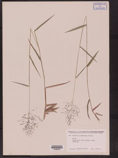 Panicum columbianum