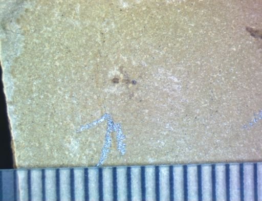 undet. Hymenoptera