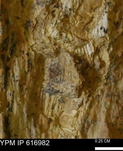 Teredo sp.