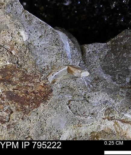undet. Bivalvia