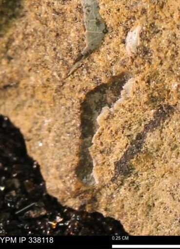 undet. Bivalvia