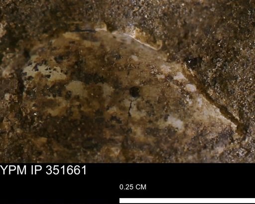 undet. Bivalvia