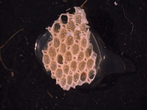 Bidenkapia spitsbergensis