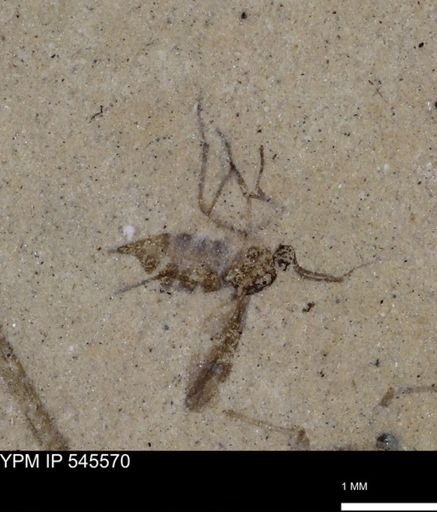 Diptera?