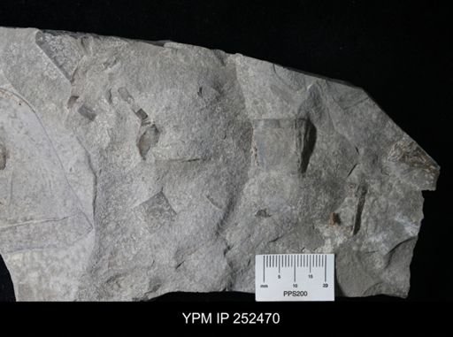 undet. Eurypterida