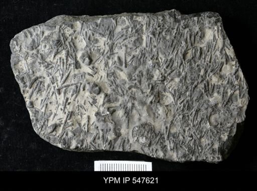 Tentaculites sp.