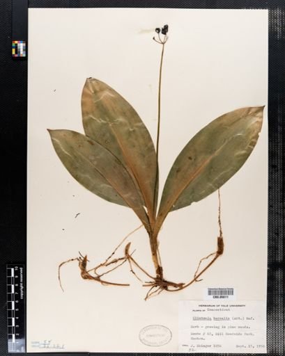 Clintonia borealis