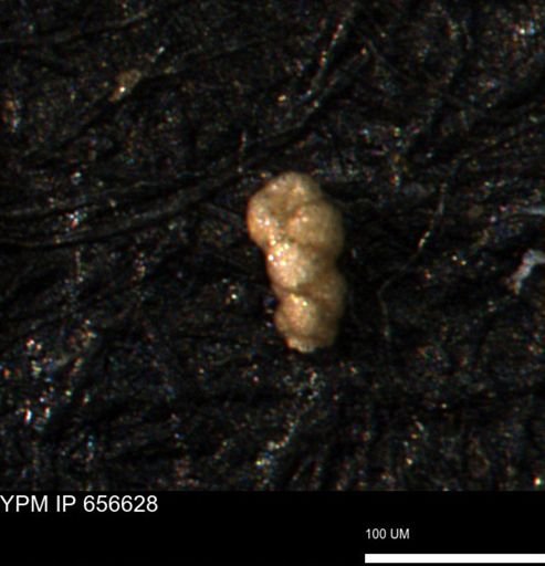 Verneuilina canadensis