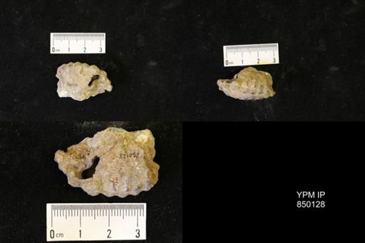 undet. Ammonoidea
