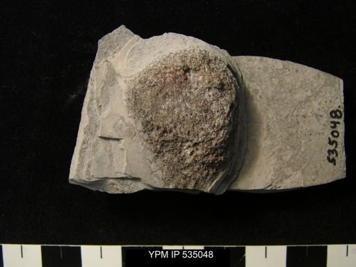 undet. Favositidae