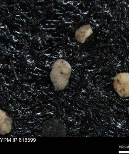 undet. Foraminiferida