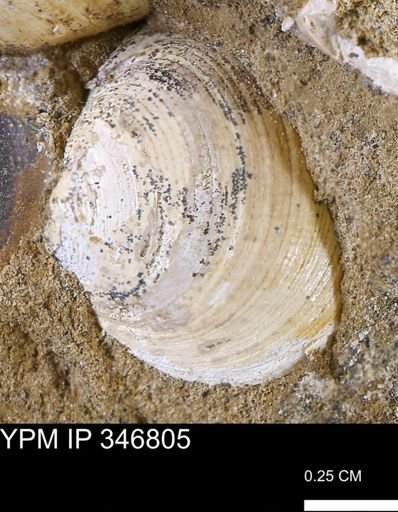 Limopsis striatopunctatus