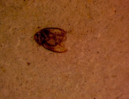 undet. Coleoptera