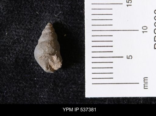 Goniobasis ortmanni