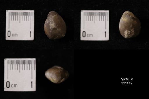 Dielasma sp.