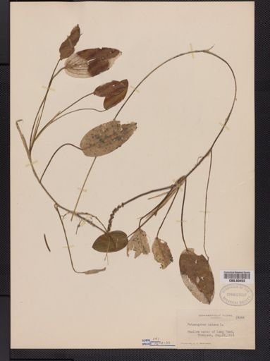 Potamogeton natans