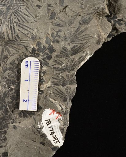 Asterophyllites sp.