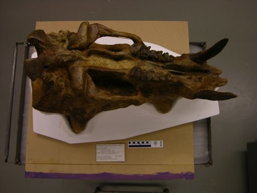 Uintatherium alticeps