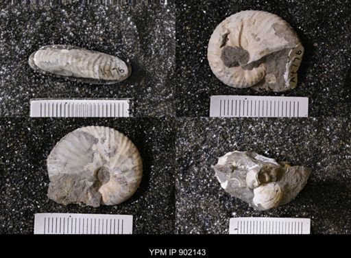 undet. Inoceramidae