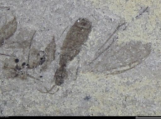undet. Insecta