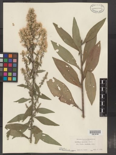 Solidago speciosa