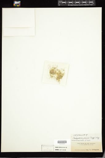 Cladophora gracilis