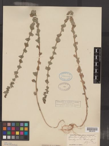 Legousia perfoliata