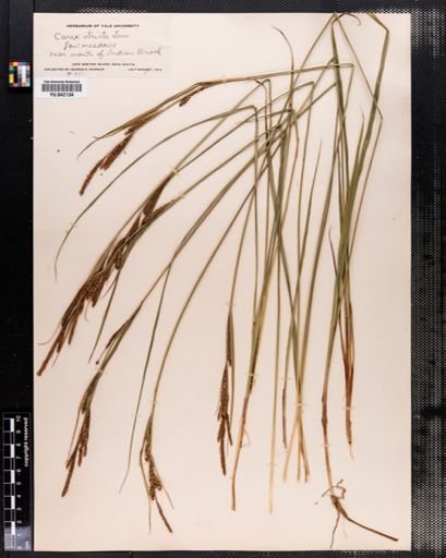 Carex stricta