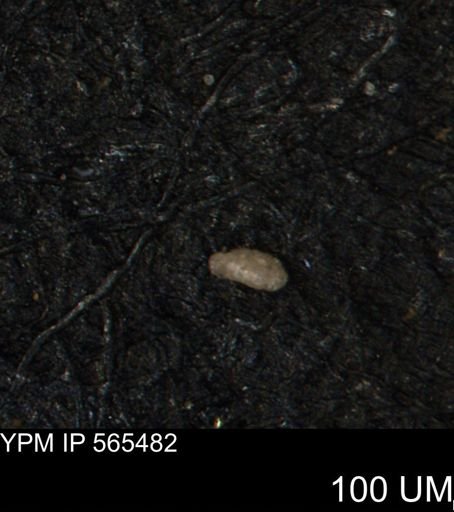 Miliammina ischnia