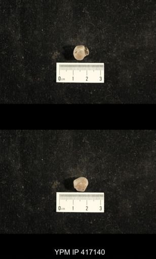 Euphemites carbonarius